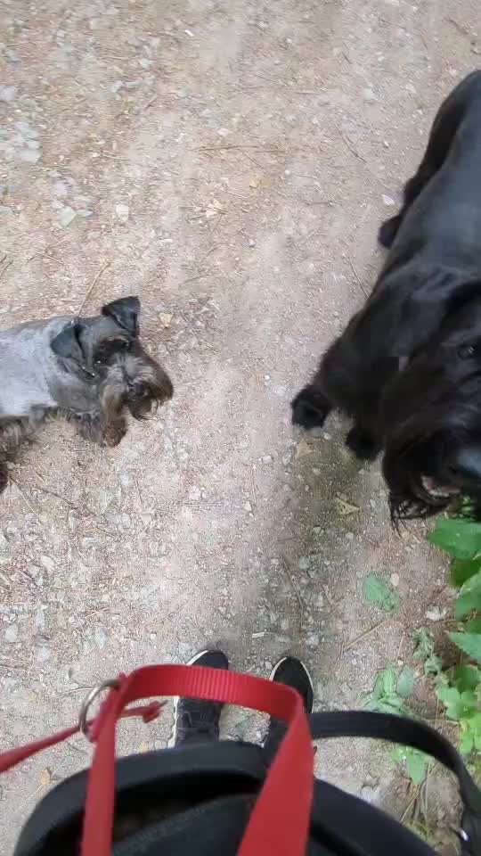 Hass auf Hunde - warum?!-Beitrag-Bild