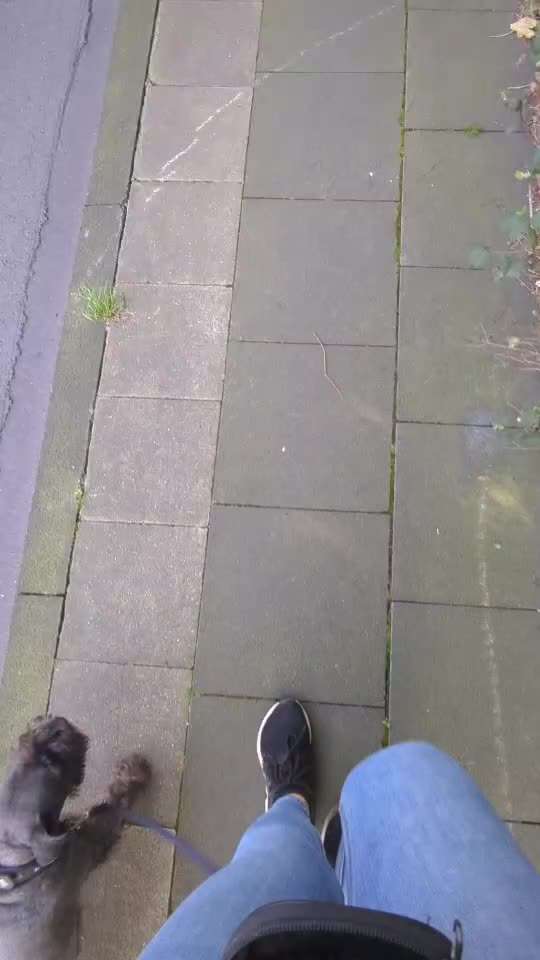 Intrinsische Motivation - Leinenführigkeit?-Beitrag-Bild