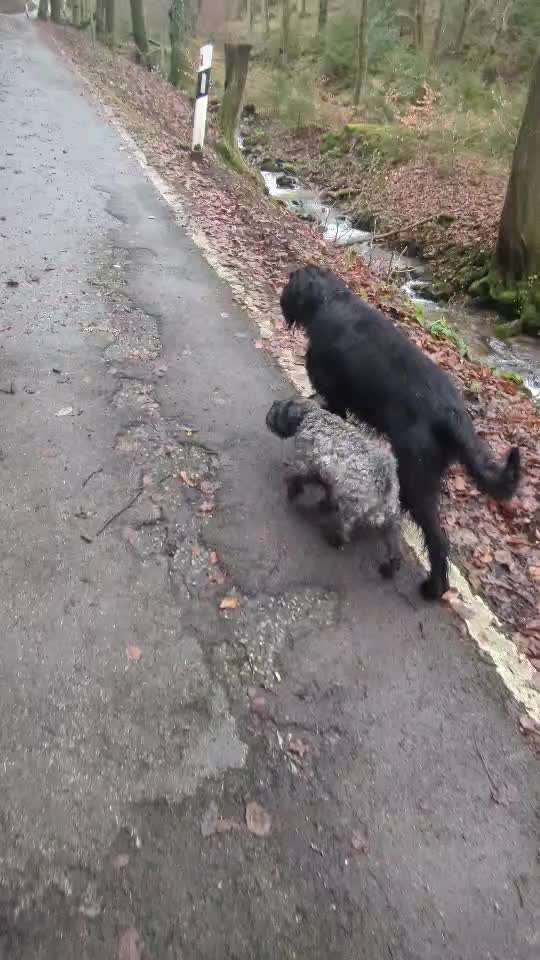 Intrinsische Motivation - Leinenführigkeit?-Beitrag-Bild