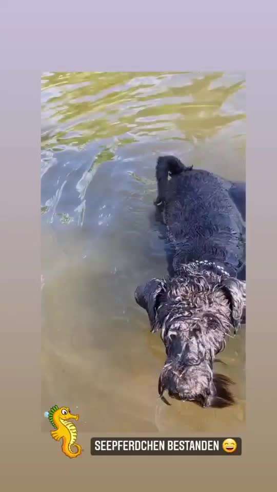 Zwergschnauzer gesucht-Beitrag-Bild