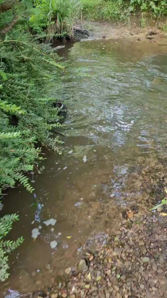 Zwergschnauzer gesucht-Beitrag-Bild