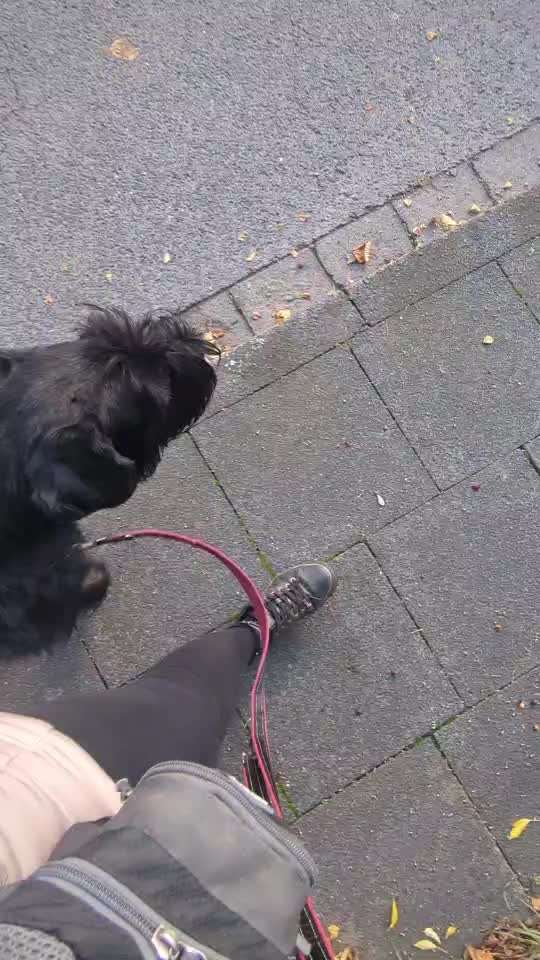 Mehrhundehaltung mit verschiedenen Größen und Altersgruppen-Beitrag-Bild