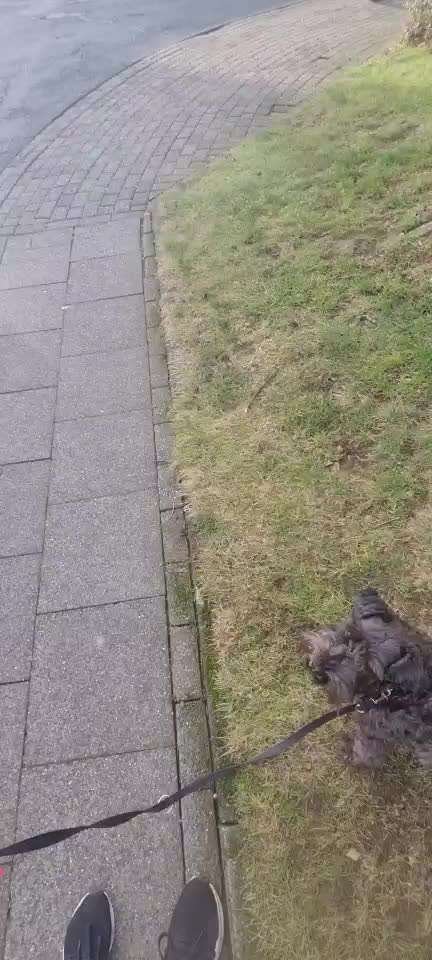 Hund springt alle an und beißt-Beitrag-Bild