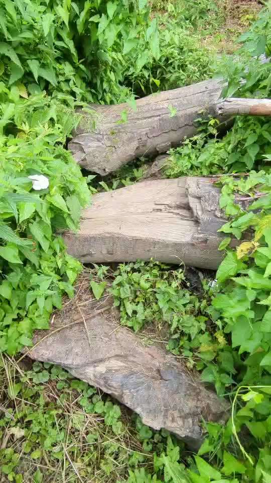 Radfahren mit Hund-Beitrag-Bild