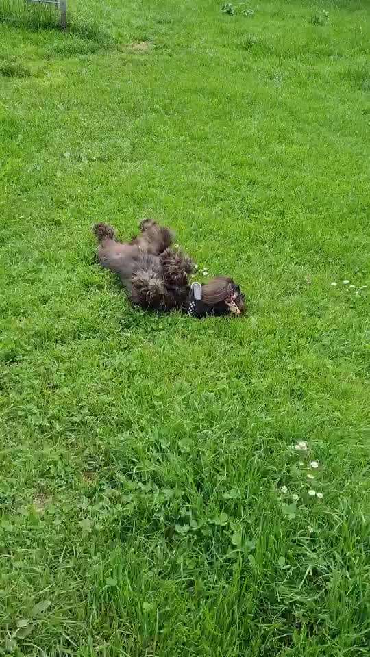 Zwergschnauzer gesucht-Beitrag-Bild