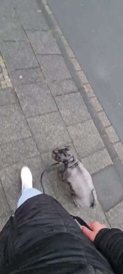 Hund springt alle an und beißt-Beitrag-Bild