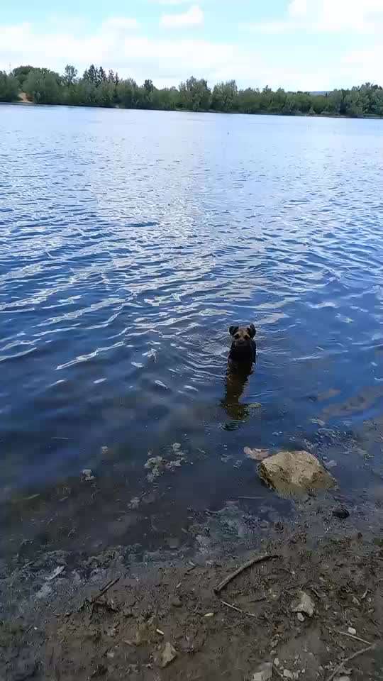 Border Terrier-Beitrag-Bild