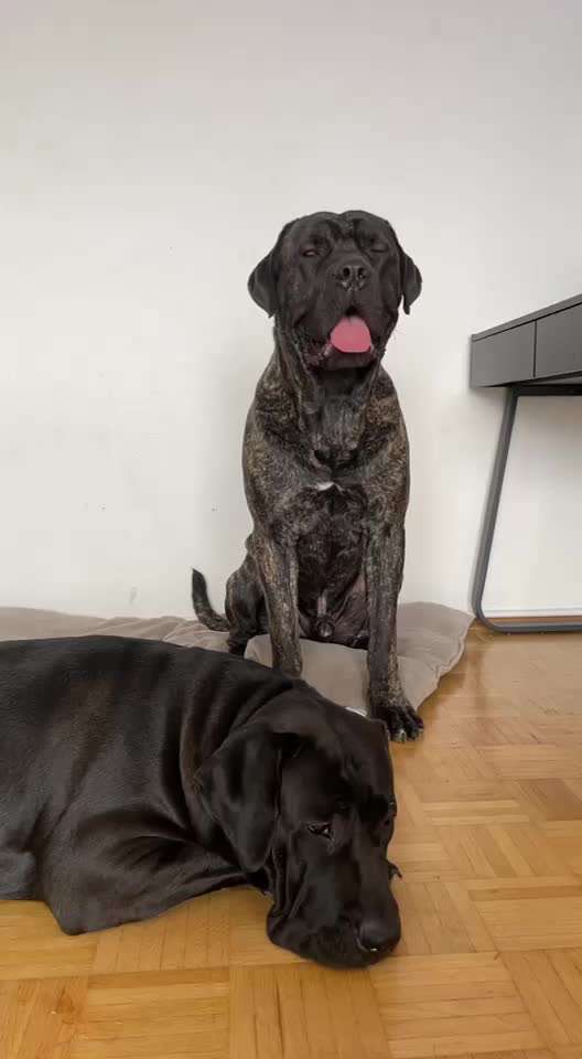 Presa Canario-Beitrag-Bild