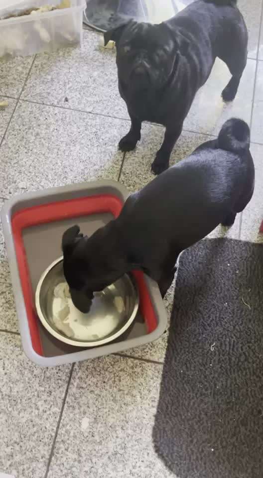 Zeigt mir die tollste Nahaufnahme von eurer Fellnase-Beitrag-Bild