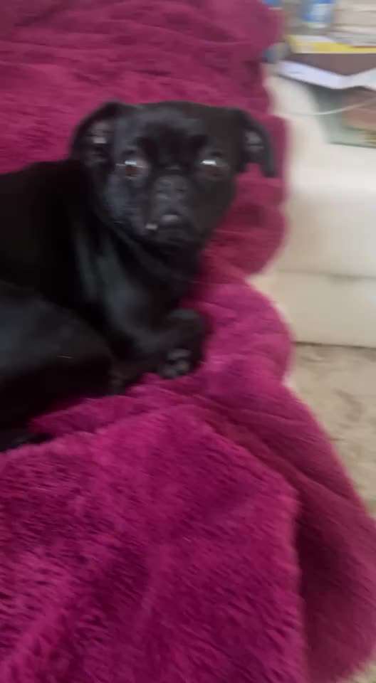 Brachycephale Hunderassen-Beitrag-Bild