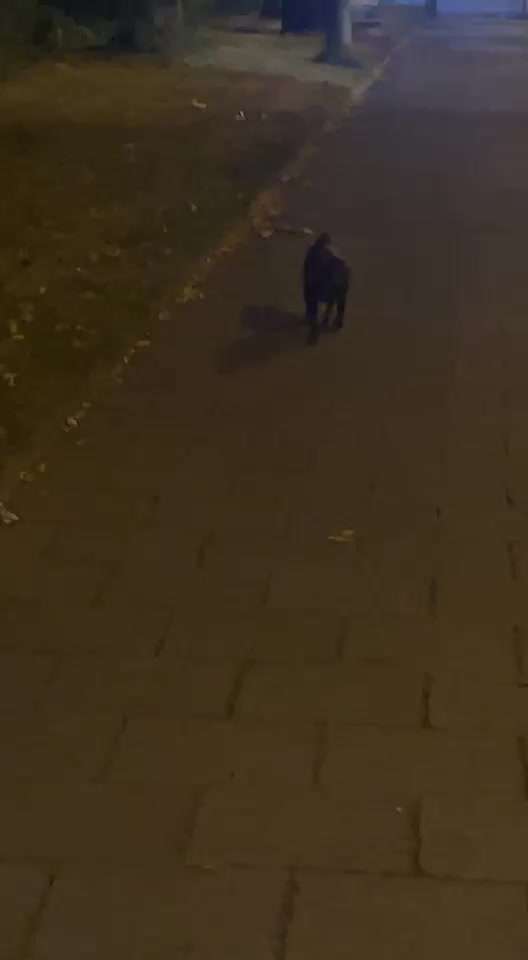 Zeigt mir die tollste Nahaufnahme von eurer Fellnase-Beitrag-Bild