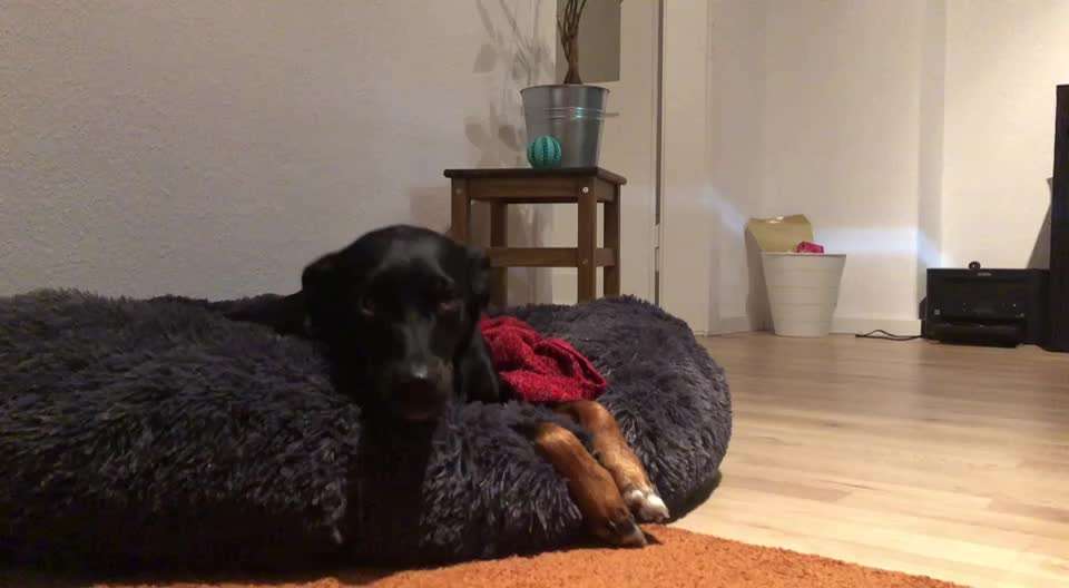 Hier ist der Spaßthread. Zum Schmunzeln und Kaputtlachen-Beitrag-Bild