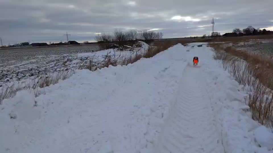 Windhunde - Treffen der besonderen Schönheiten
HERZLICH WILLKOMMEN-Beitrag-Bild