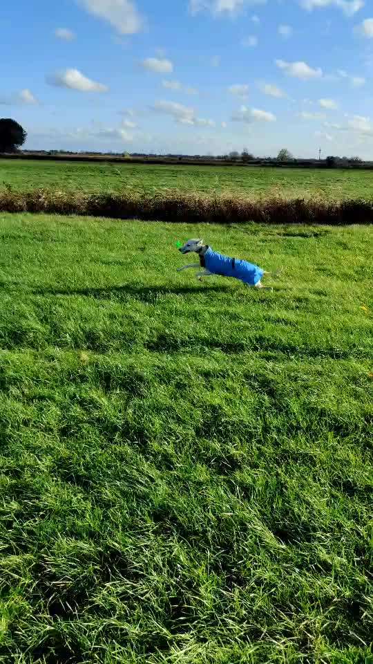Windhunde - Treffen der besonderen Schönheiten
HERZLICH WILLKOMMEN-Beitrag-Bild