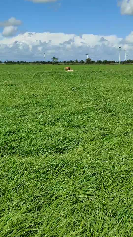 Windhunde - Treffen der besonderen Schönheiten
HERZLICH WILLKOMMEN-Beitrag-Bild
