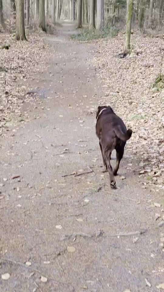 Leinenpflicht – nervige Einschränkung oder sinnvoller Schutz?-Beitrag-Bild