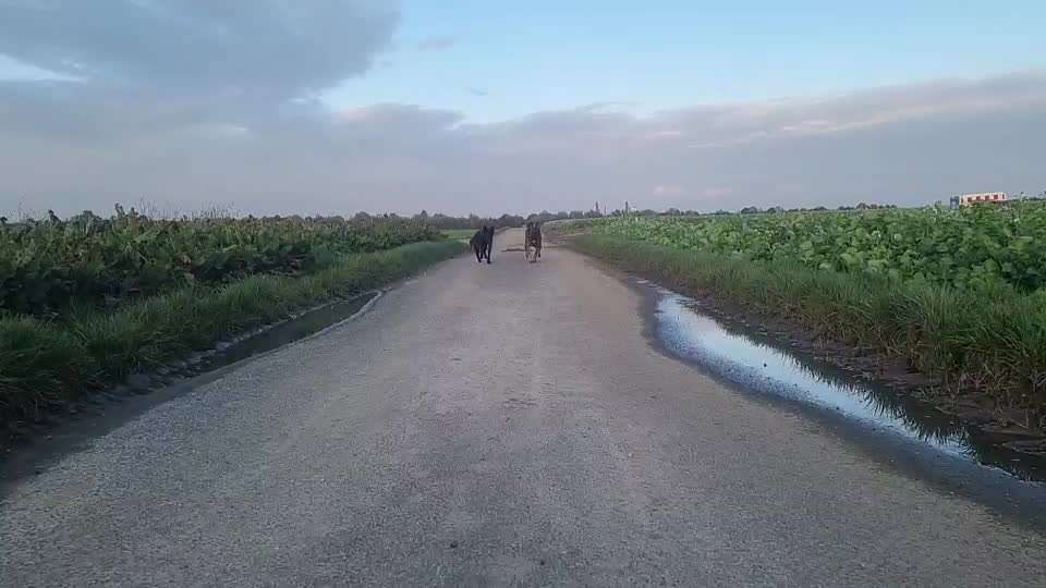 Pfotenstellung Hinterläufe-Beitrag-Bild