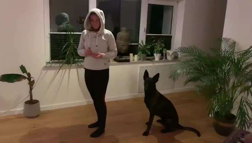 Trickdogging-Beitrag-Bild