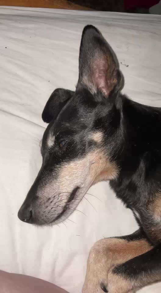 Was können eure Ohren so? ;)-Beitrag-Bild