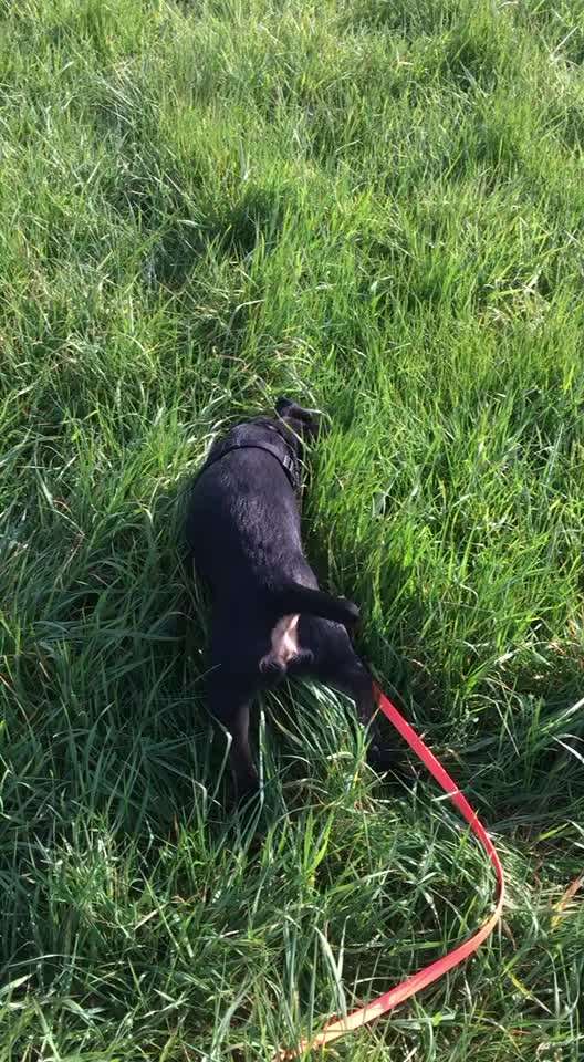 Immer der Nase nach - die schönsten Jagdhund-Bilder-Beitrag-Bild