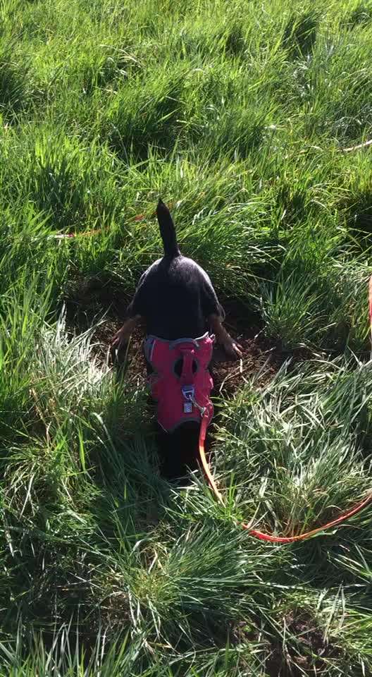 Immer der Nase nach - die schönsten Jagdhund-Bilder-Beitrag-Bild