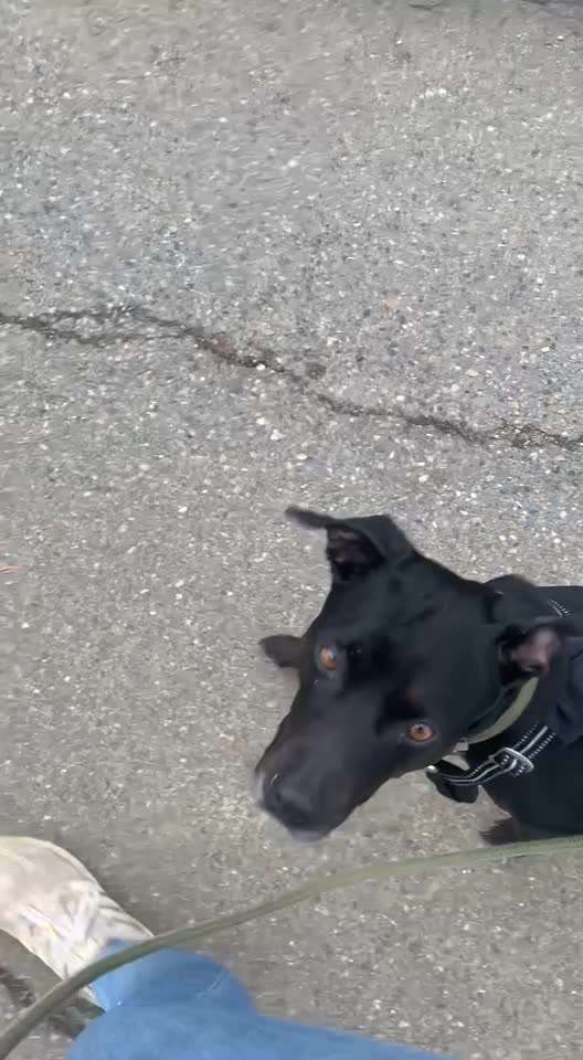 Wie sitzt mein Geschirr?-Beitrag-Bild