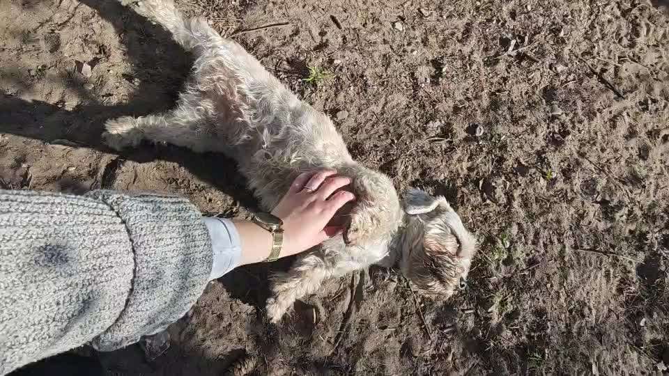 Tierschutzhunde suchen ein Zuhause-Beitrag-Bild