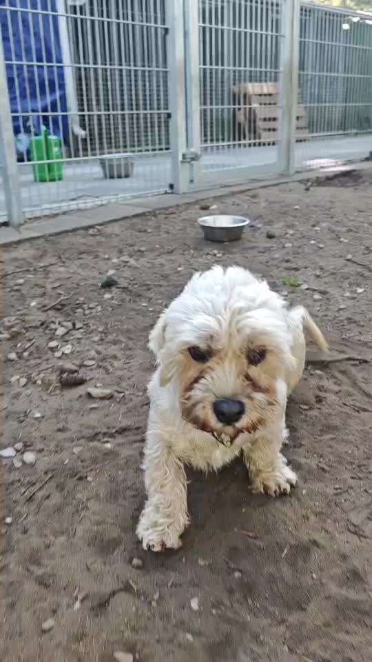 Tierschutzhunde suchen ein Zuhause-Beitrag-Bild