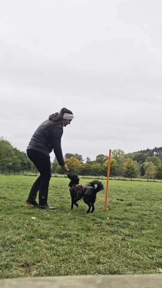 aktuelles Foto Gruppe Curving (Hundesportart)