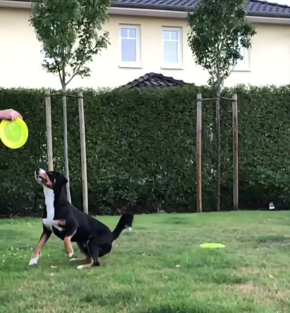 Entlebucher Sennenhund-Beitrag-Bild