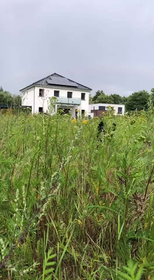 Entlebucher Sennenhund-Beitrag-Bild
