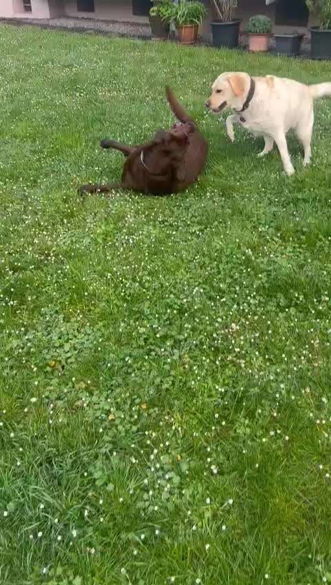 Labradorfans-Beitrag-Bild