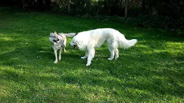 Bester Freund, Hundekumpel - zeigt her!-Beitrag-Bild