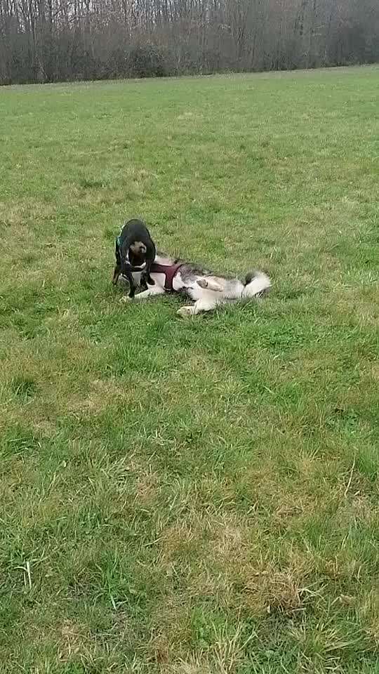 ist das noch spiel oder ernst ?-Beitrag-Bild