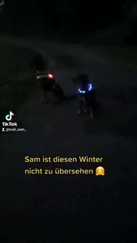 Beleuchtung beim Gassigang-Beitrag-Bild