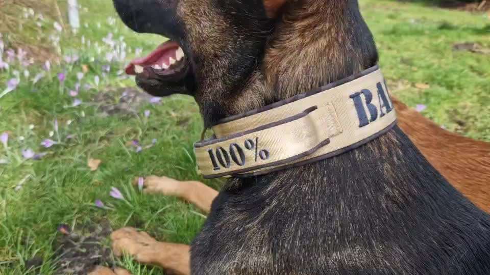 Halsband oder Geschirr?-Beitrag-Bild