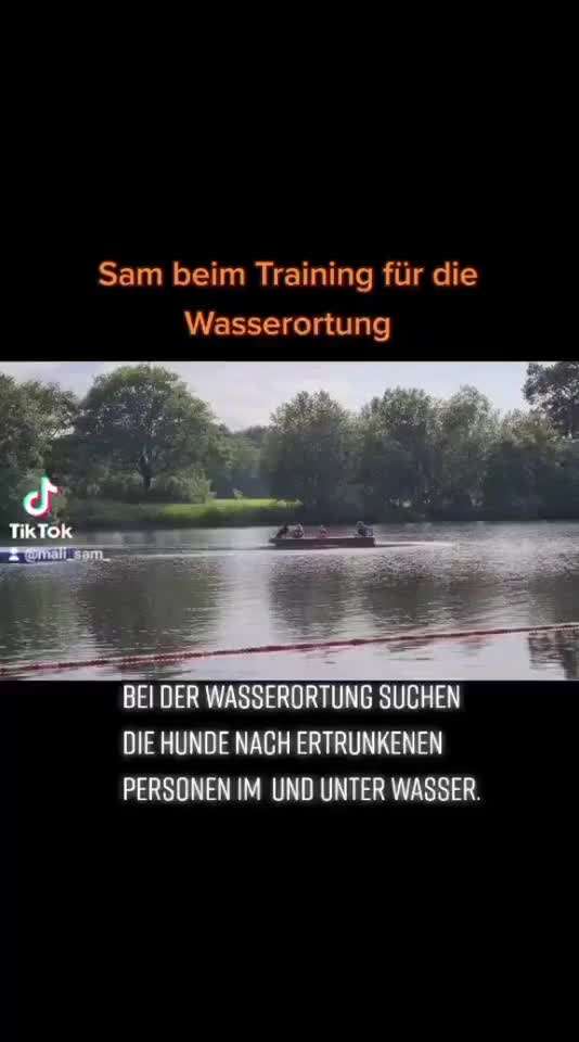 Welche "Jobs" haben eure Hunde?-Beitrag-Bild