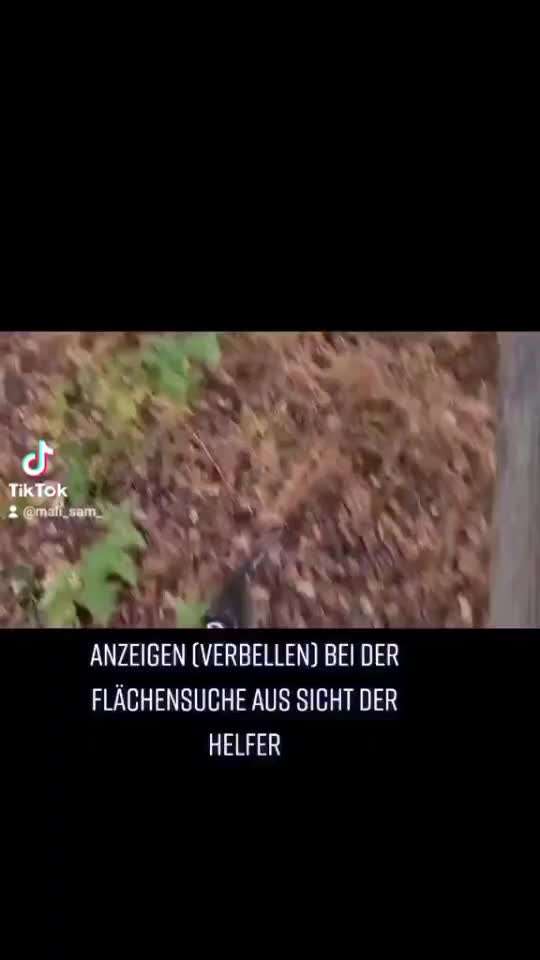 Welche "Jobs" haben eure Hunde?-Beitrag-Bild