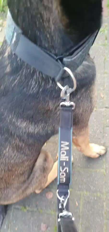 Halsband ab 45 kg oder stabiles Geschirr ?-Beitrag-Bild