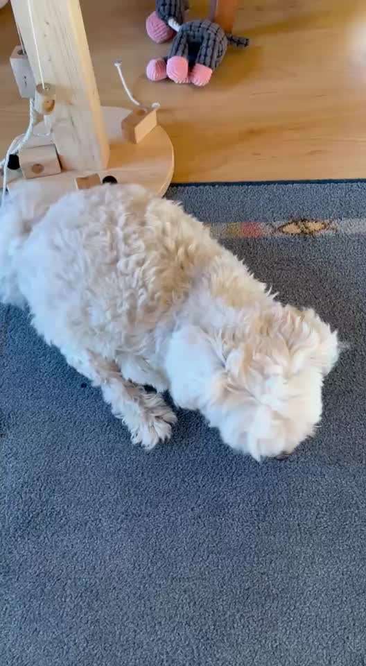 Hund wippt auf dem Bauch-Beitrag-Bild