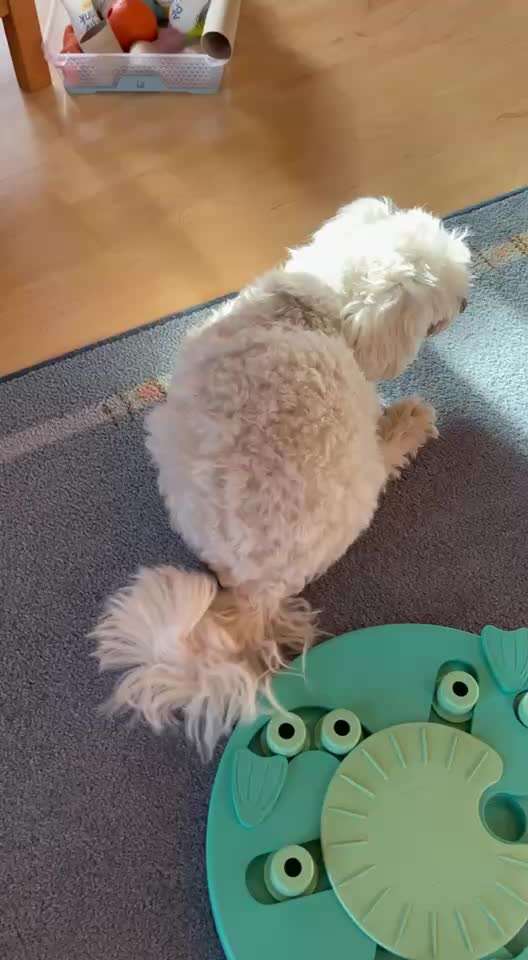 Hund wippt auf dem Bauch-Beitrag-Bild