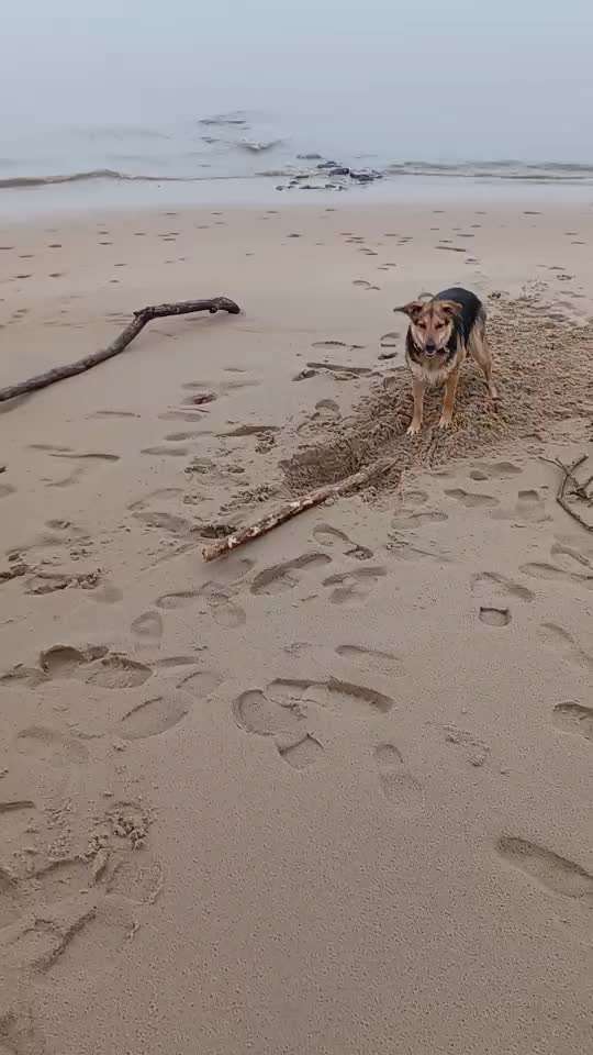 Unsere Fellnasen im Regenbogenland-Beitrag-Bild