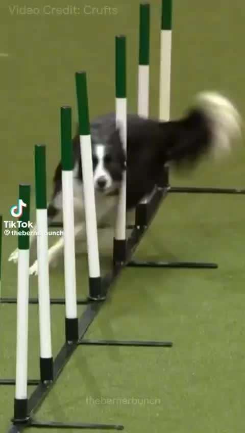 Hunde Memes-Beitrag-Bild