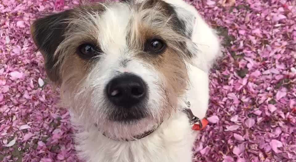 Epagneul Breton-Beitrag-Bild