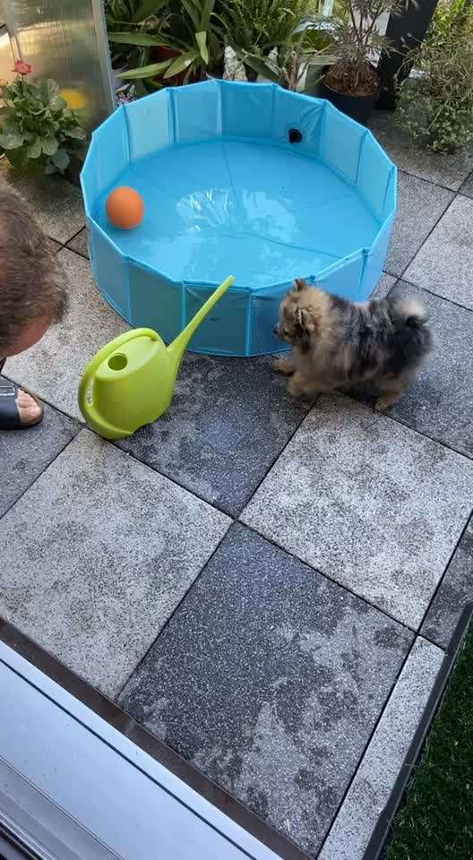 Dogorama-Monats-Challenge-Mai "Wasser"-Beitrag-Bild