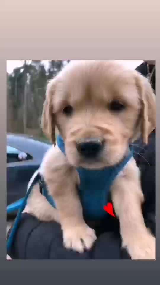 Welpen Bilder !-Beitrag-Bild