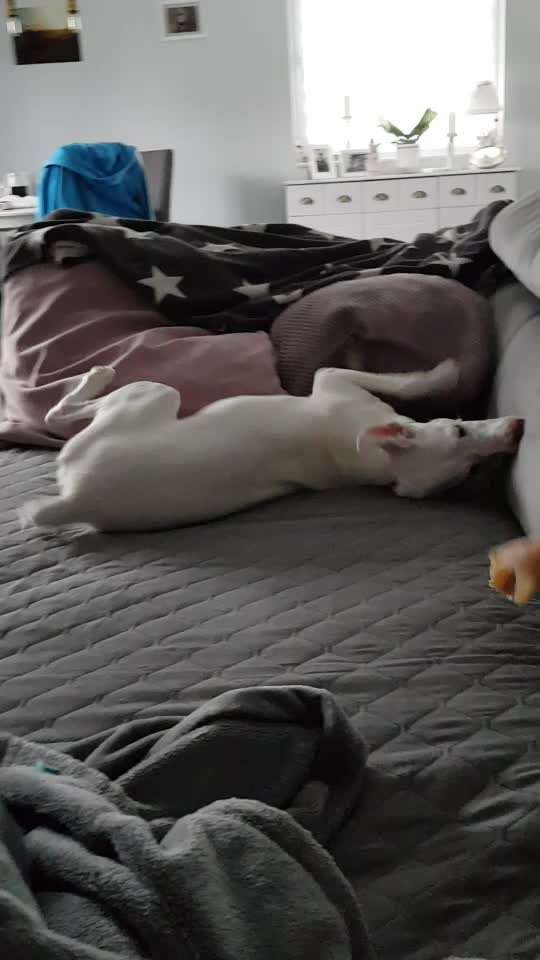 Zeigt hier Euer liebstes Video Eurer Hunde-Beitrag-Bild