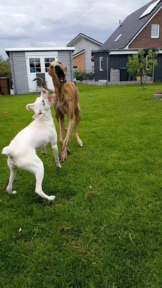 Hier ist der Spaßthread. Zum Schmunzeln und Kaputtlachen-Beitrag-Bild