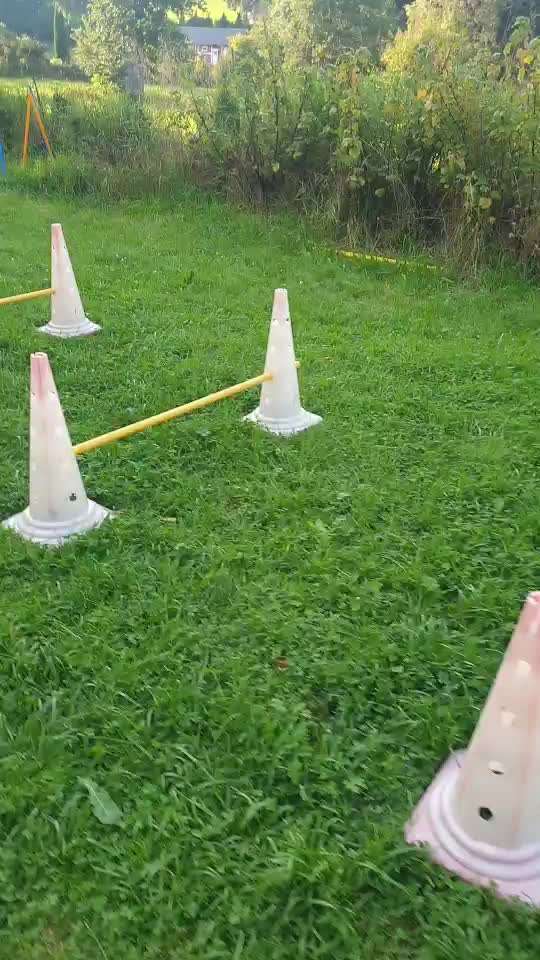 Agilityzubehör-Beitrag-Bild