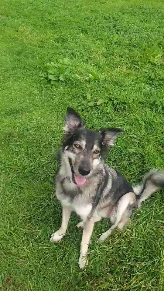 Trickdogging-Beitrag-Bild